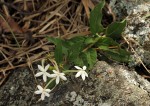 Pentas nobilis