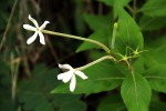 Pentas nobilis