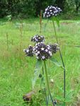 Pentas purpurea subsp. purpurea