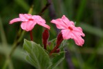 Otomeria elatior