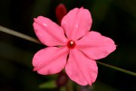 Otomeria elatior