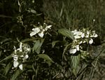 Carphalea pubescens