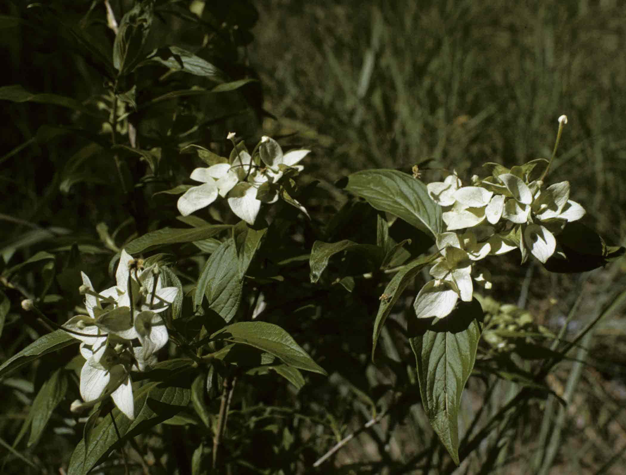 Carphalea pubescens