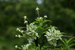 Carphalea pubescens