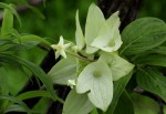 Carphalea pubescens