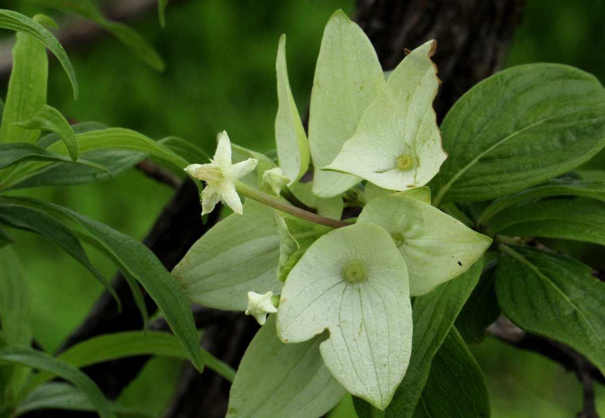 Carphalea pubescens