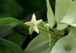 Carphalea pubescens