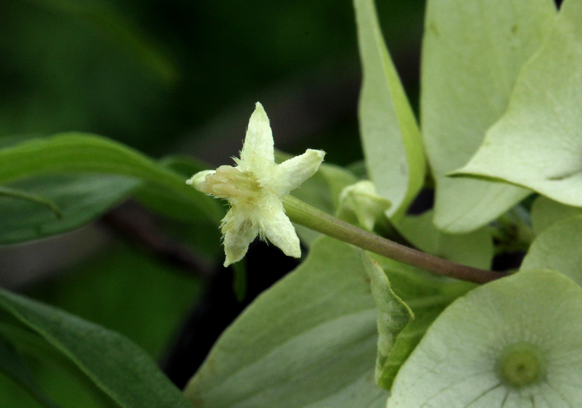 Carphalea pubescens