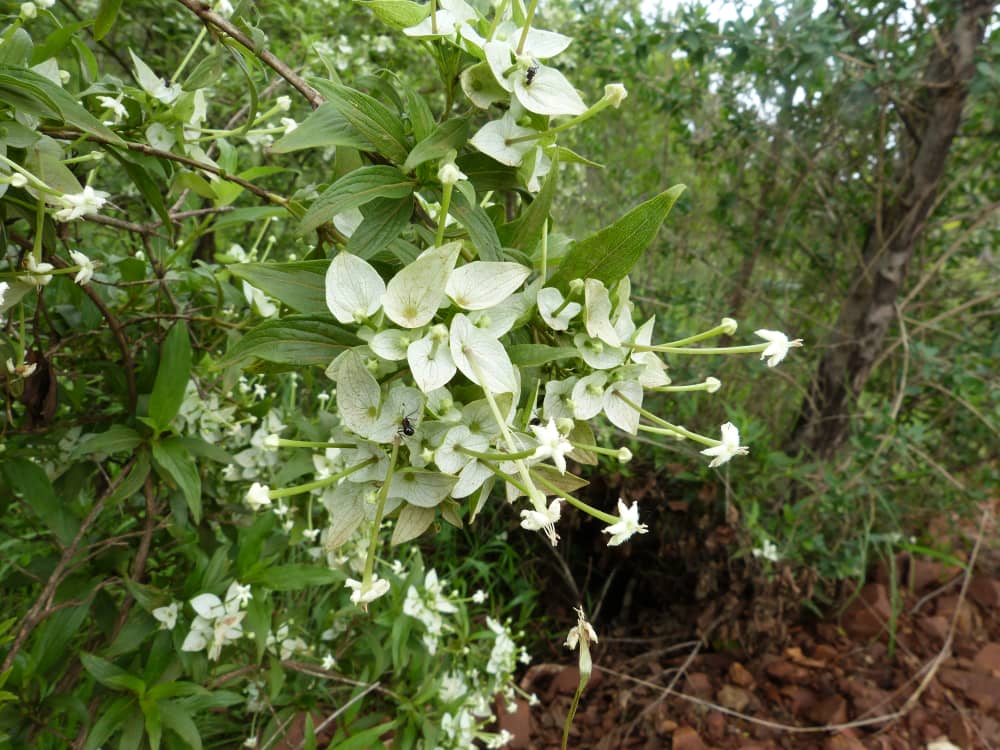 Carphalea pubescens Carphalea pubescens