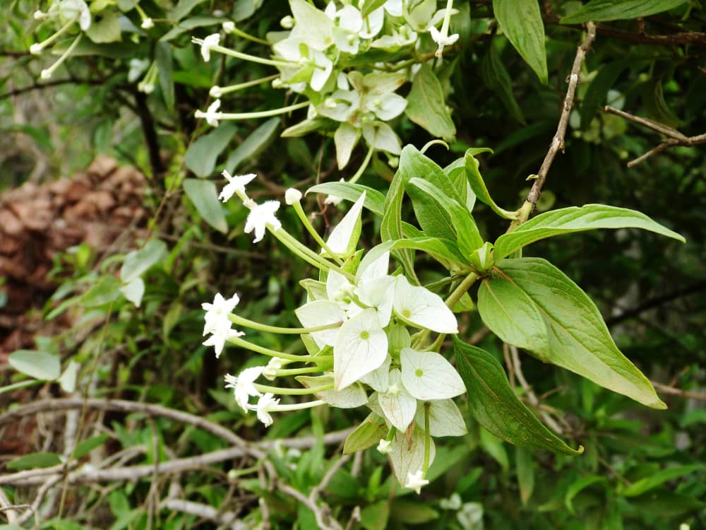 Carphalea pubescens Carphalea pubescens