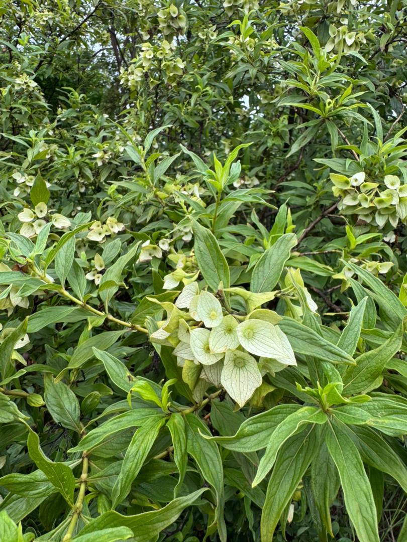Carphalea pubescens Carphalea pubescens