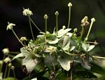 Carphalea pubescens