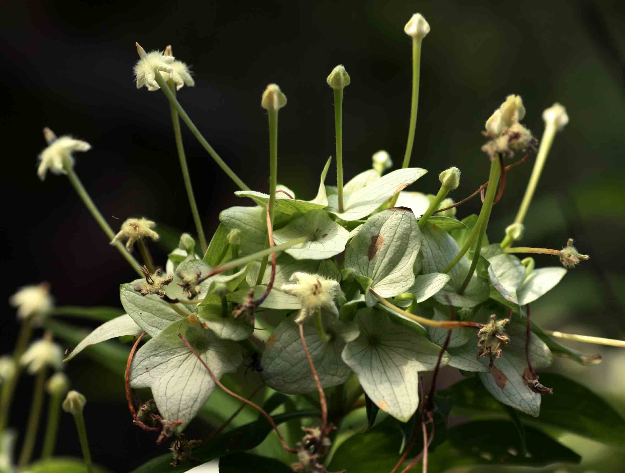 Carphalea pubescens