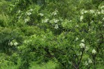 Carphalea pubescens