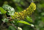 Hymenodictyon parvifolium subsp. parvifolium