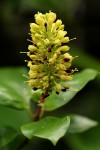 Hymenodictyon parvifolium subsp. parvifolium