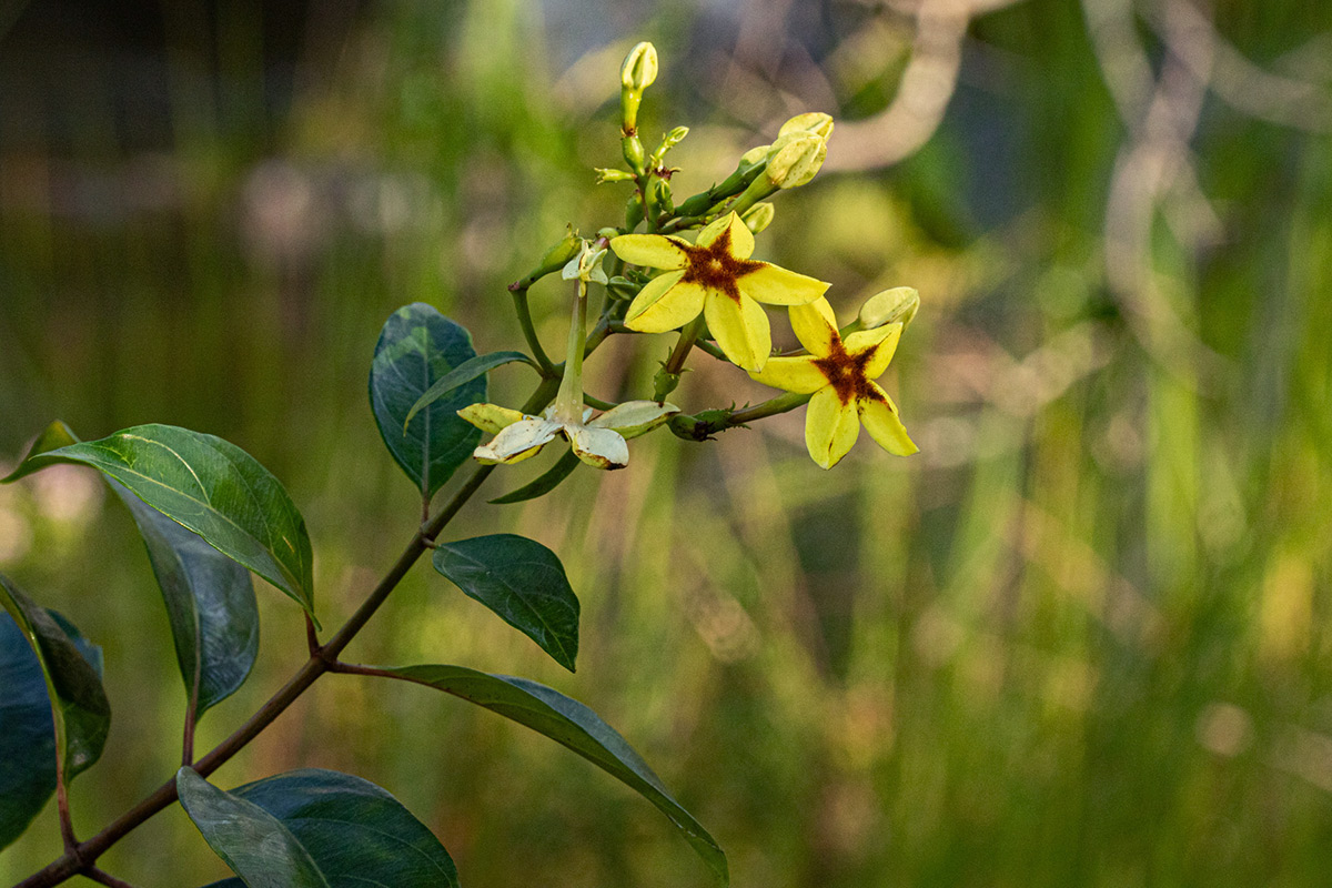 Mussaenda arcuata Mussaenda arcuata