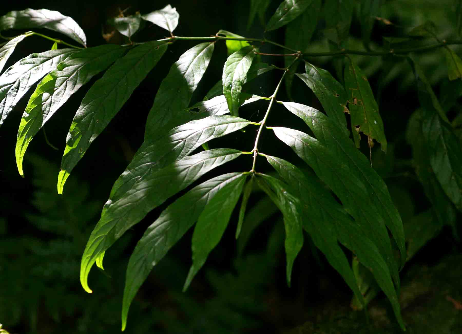 Pauridiantha symplocoides