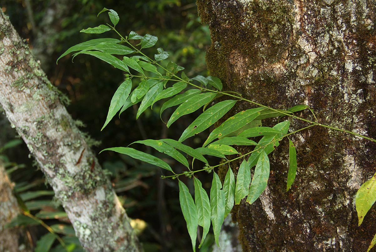 Pauridiantha symplocoides
