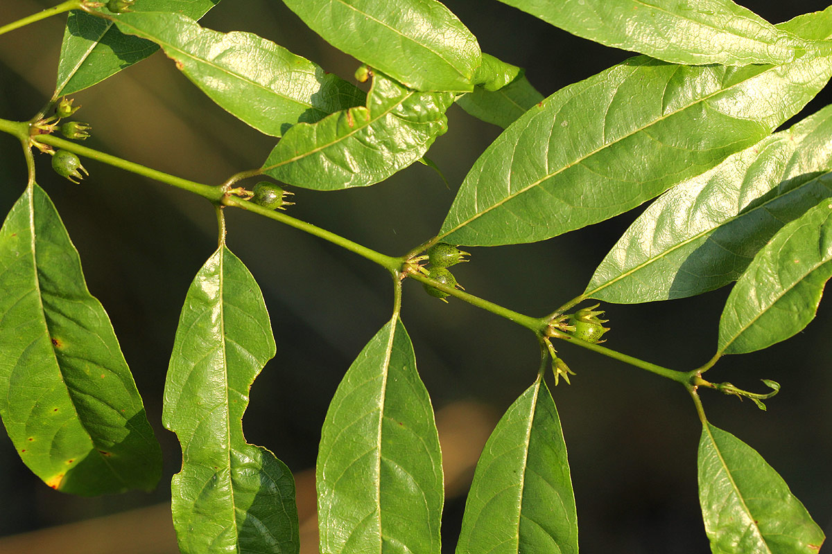 Pauridiantha symplocoides