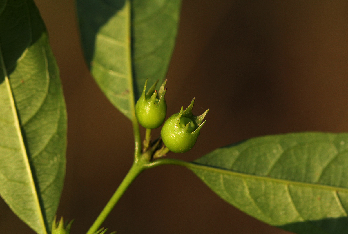Pauridiantha symplocoides