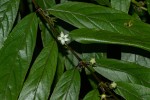 Pauridiantha symplocoides