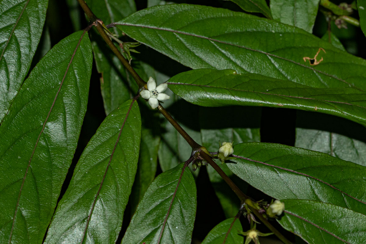 Pauridiantha symplocoides