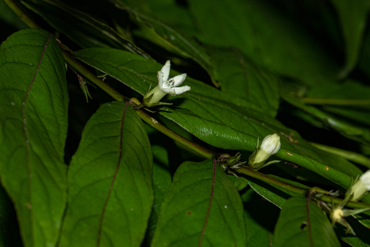 Pauridiantha symplocoides