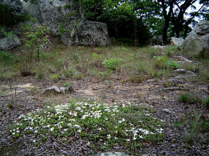Leptactina benguelensis subsp. pubescens