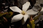Leptactina benguelensis subsp. pubescens