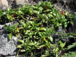 Leptactina benguelensis subsp. pubescens