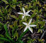 Leptactina benguelensis subsp. pubescens
