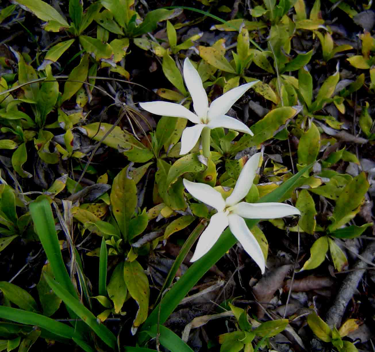 Leptactina benguelensis subsp. pubescens