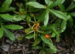 Leptactina benguelensis subsp. pubescens