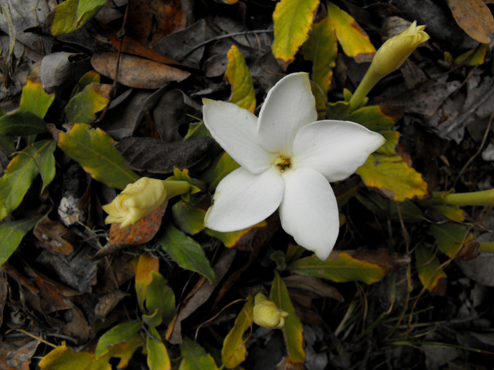 Leptactina benguelensis subsp. pubescens