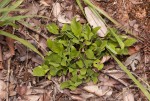 Leptactina benguelensis subsp. pubescens