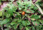 Leptactina benguelensis subsp. pubescens
