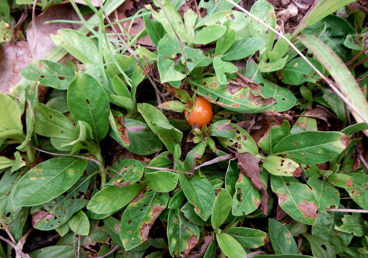 Leptactina benguelensis subsp. pubescens