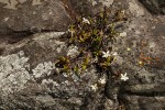 Leptactina benguelensis subsp. pubescens