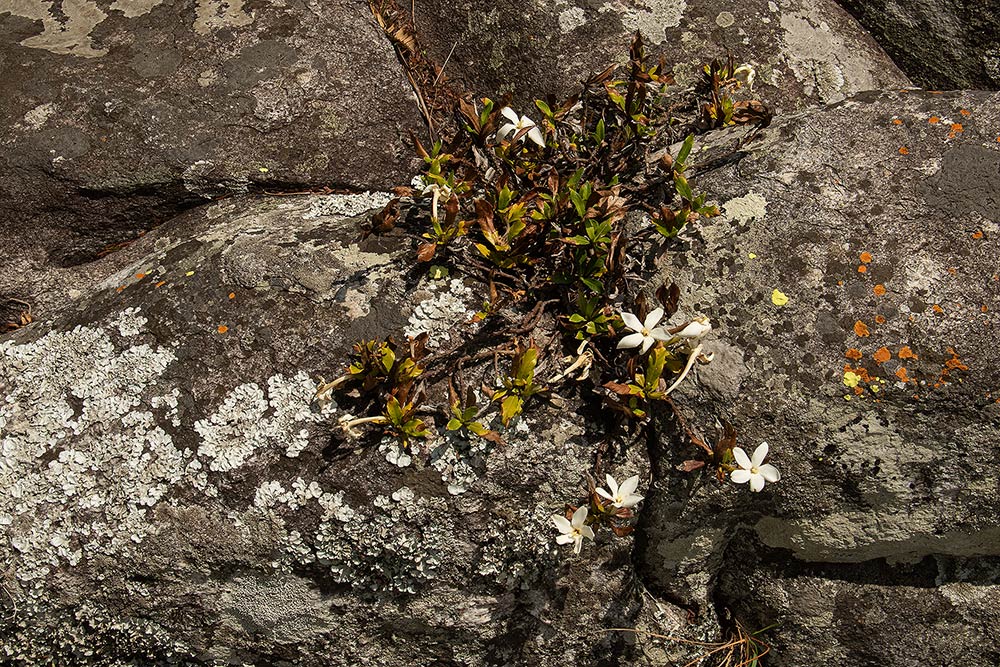 Leptactina benguelensis subsp. pubescens