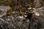 Leptactina benguelensis subsp. pubescens