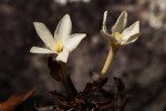 Leptactina benguelensis subsp. pubescens