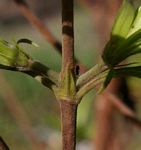 Leptactina delagoensis subsp. delagoensis