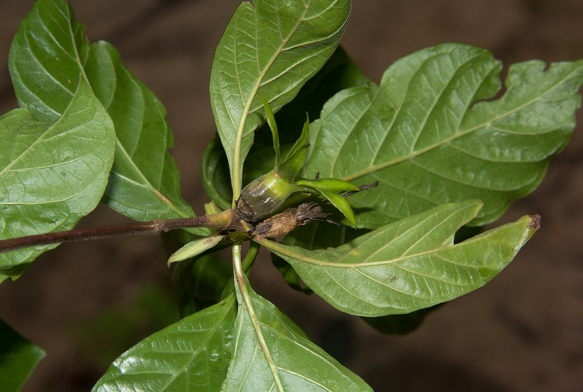 Leptactina delagoensis subsp. delagoensis