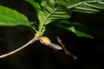 Leptactina delagoensis subsp. delagoensis