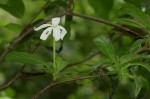 Leptactina delagoensis subsp. delagoensis
