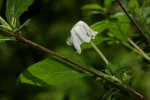 Leptactina delagoensis subsp. delagoensis