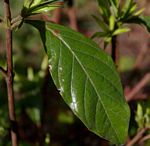 Leptactina delagoensis subsp. delagoensis