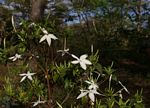 Leptactina delagoensis subsp. delagoensis