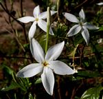 Leptactina delagoensis subsp. delagoensis